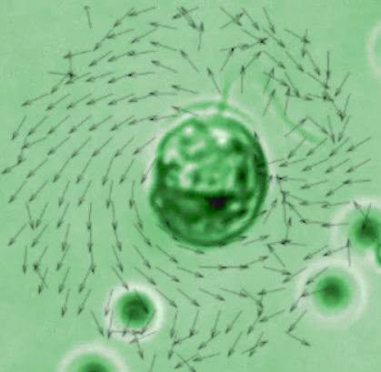 Seminário de Física - Fluidos ativos quirais e reologia complexa de biosuspensões