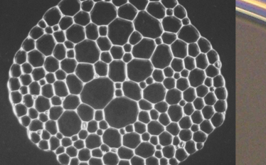 Bolhas, ladrilhos e a catástrofe da salsicha
